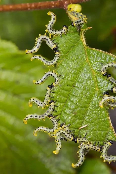 Framed Print : Larvae of Birch sawfly (Craesus septentrionalis) in alarm position, Upper Bavaria, Germany Framed Print : Larvae of Birch sawfly (Craesus septentrionalis) in alarm position, Upper Bavaria, Germany