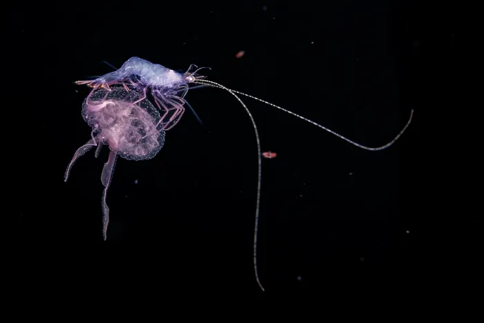 Framed Print : Larval stage shrimp hitching a ride on a luminescent Mauve stinger jellyfish (Pelagia noctiluca) one mile into open ocean at night with the bottom 2000+ feet below, Yap Framed Print : Larval stage shrimp hitching a ride on a luminescent Mauve stinger jellyfish (Pelagia noctiluca) one mile into open ocean at night with the bottom 2000+ feet below, Yap