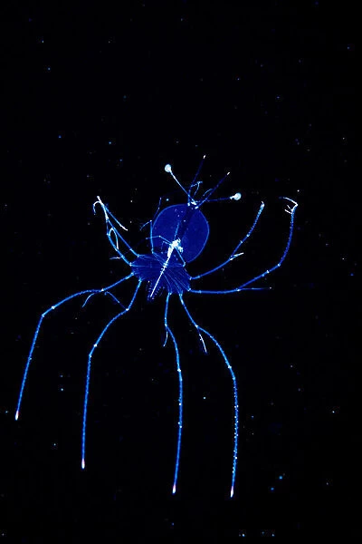 A larval stage slipper lobster (Scyllaridae) photographed in the Sargasso Sea
