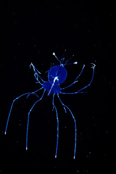 Framed Print : A larval stage slipper lobster (Scyllaridae) photographed in the Sargasso Sea Framed Print : A larval stage slipper lobster (Scyllaridae) photographed in the Sargasso Sea