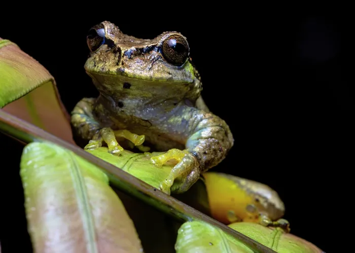 Framed Print : Las Palmas spikethumb frog (Plectrohyla quecchi) resting on leaf, Ranchitos del Quetzal Natural Reserve, Baja Verapaz, Guatemala. Endangered