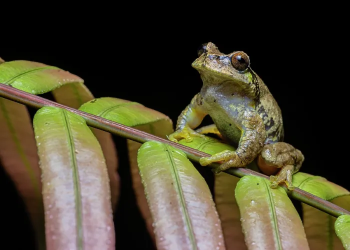 Framed Print : Las Palmas spikethumb frog (Plectrohyla quecchi) resting on leaf, Ranchitos del Quetzal Natural Reserve, Baja Verapaz, Guatemala. Endangered