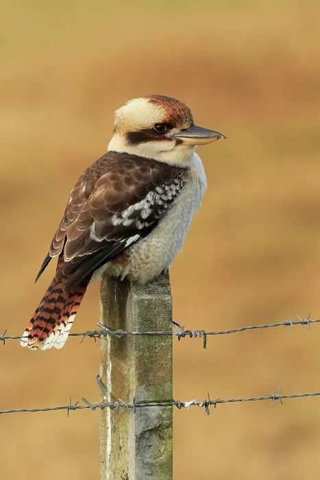 Framed Print : Laughing kookaburra (Dacelo novaeguineae) perched on fence post, Kangaroo Valley, New South Wales, Australia Framed Print : Laughing kookaburra (Dacelo novaeguineae) perched on fence post, Kangaroo Valley, New South Wales, Australia