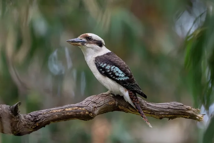 Framed Print : Laughing kookaburra (Dacelo novaeguineae) perched on a tree branch, Skenes Creek (on Gadubanud Country), Victoria, Australia Framed Print : Laughing kookaburra (Dacelo novaeguineae) perched on a tree branch, Skenes Creek (on Gadubanud Country), Victoria, Australia