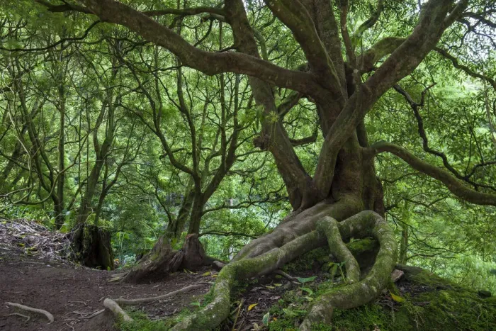 Framed Print : Laurisilava forest. Natural Monument of Caldeira Velha, Ribeira Grande, Sao Miguel Island