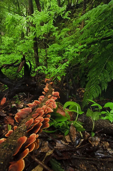 Laurisilva forest floor, with fungi growing on fallen tree, Tilos Natural Park, La Palma