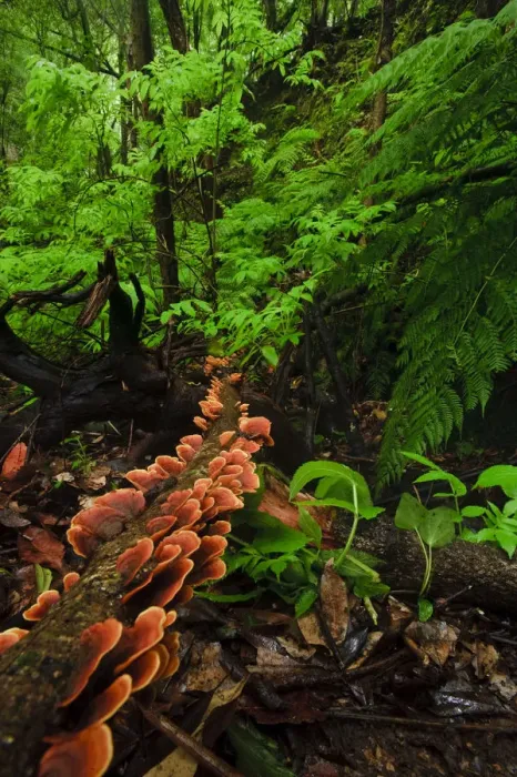 Framed Print : Laurisilva forest floor, with fungi growing on fallen tree, Tilos Natural Park, La Palma Framed Print : Laurisilva forest floor, with fungi growing on fallen tree, Tilos Natural Park, La Palma