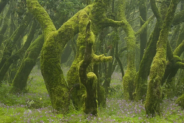 Laurisilva forest, Laurus azorica among other trees, Garajonay National Park, La Gomera
