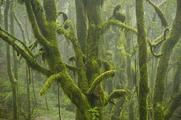 Laurisilva forest, Laurus azorica among other trees in Garajonay National Park, La Gomera