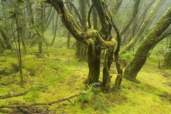 Laurisilva forest, Laurus azorica among other trees Garajonay National Park, La Gomera