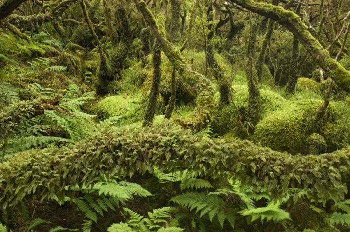 Framed Print : Laurisilva Forest, trees covered in lichen / moss at Terceira Island, Azores, August 2011 Framed Print : Laurisilva Forest, trees covered in lichen / moss at Terceira Island, Azores, August 2011
