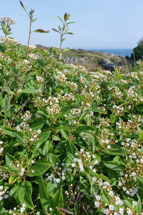 Framed Print : Laurustinus (Viburnum tinus) flowering in dense clumps on coastal rocks, Isle of Portland, Dorset, England, UK. October Framed Print : Laurustinus (Viburnum tinus) flowering in dense clumps on coastal rocks, Isle of Portland, Dorset, England, UK. October