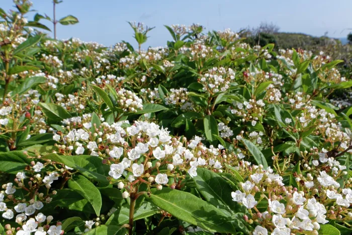 Framed Print : Laurustinus (Viburnum tinus) flowering in dense clumps on coastal rocks, Isle of Portland, Dorset, England, UK. October Framed Print : Laurustinus (Viburnum tinus) flowering in dense clumps on coastal rocks, Isle of Portland, Dorset, England, UK. October