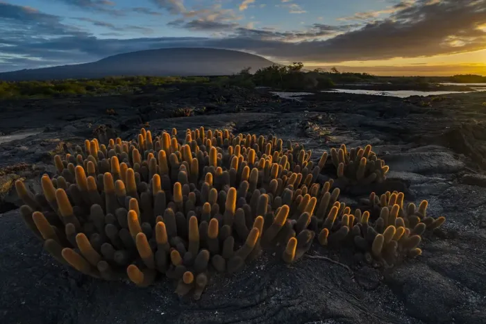 Framed Print : Lava cactus (Brachycereus nesioticus) growing on bare lava, Fernandina Island, Galapagos