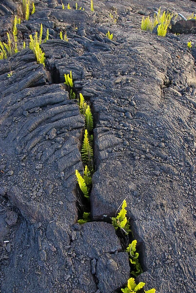 Lava field with growth of Dotted polypody fern (Polypodium pellucidum), Kilauea, Hawaii