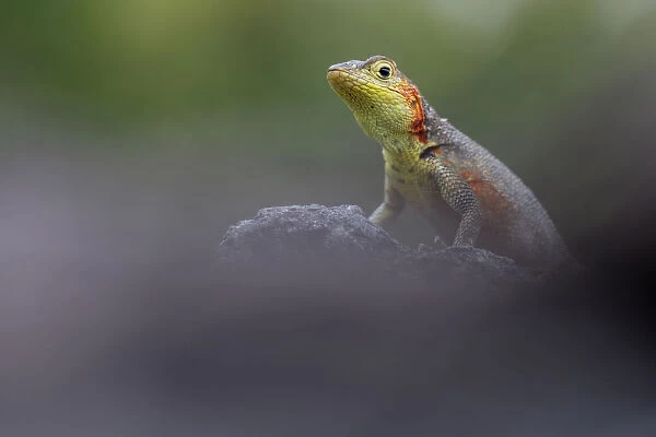 Lava Lizard (Microlophus indefatigabilis) female on a rock. Santa Cruz, Galapagos Islands