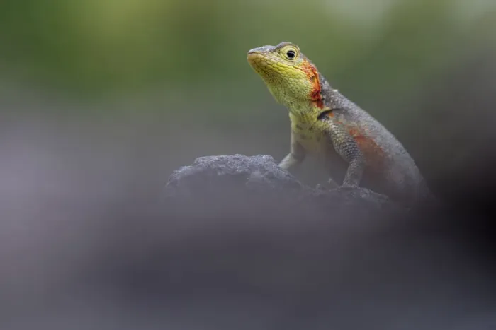 Framed Print : Lava Lizard (Microlophus indefatigabilis) female on a rock. Santa Cruz, Galapagos Islands