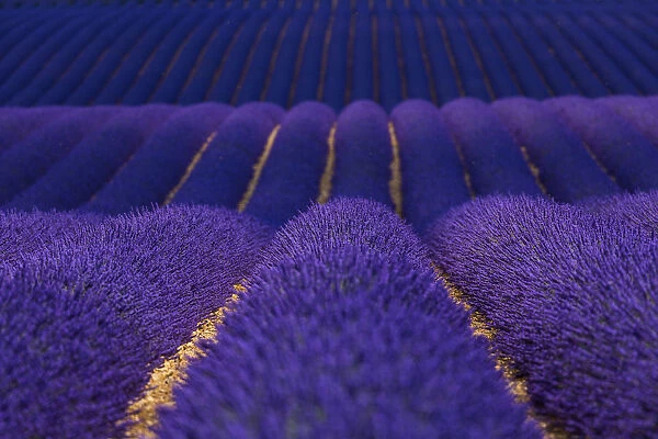 Lavender (Lavandula angustifolia) fields, Valensole Plateau, Alpes Haute Provence