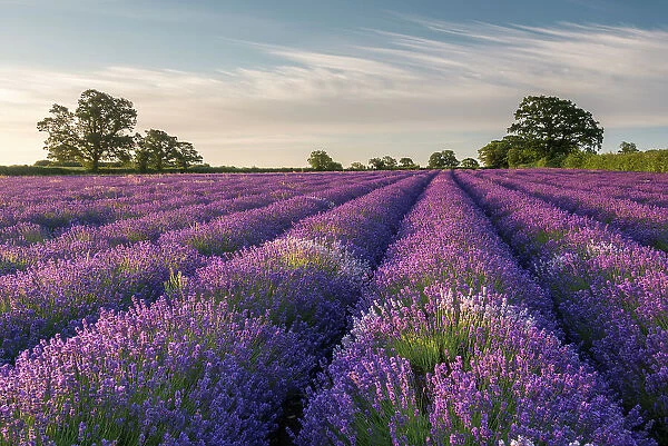 Lavender (Lavandula) field at Somerset Lavender, near Frome, Somerset, UK. July 2014