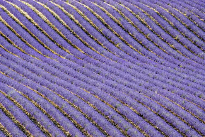 Framed Print : Lavender (Lavandula sp) field, aerial view, near Greoux-les-Bains Framed Print : Lavender (Lavandula sp) field, aerial view, near Greoux-les-Bains