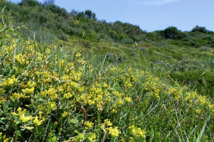 Framed Print : Lavender-leaved anthyllis (Anthyllis hermanniae) flowering on coastal hillside grassland, Corfu, Greece. May Framed Print : Lavender-leaved anthyllis (Anthyllis hermanniae) flowering on coastal hillside grassland, Corfu, Greece. May