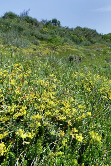 Framed Print : Lavender-leaved anthyllis (Anthyllis hermanniae) flowering on coastal hillside grassland, Corfu, Greece. May Framed Print : Lavender-leaved anthyllis (Anthyllis hermanniae) flowering on coastal hillside grassland, Corfu, Greece. May