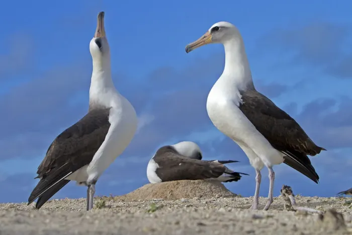 Framed Print : Laysan albatross (Phoebastria immutabilis), courtship ritual, Eastern island, Midway Framed Print : Laysan albatross (Phoebastria immutabilis), courtship ritual, Eastern island, Midway