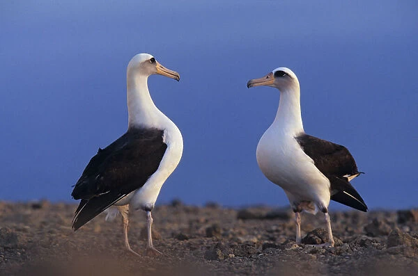 Laysan albatross (Phoebastria immutabilis) pair about to skypoint as part of