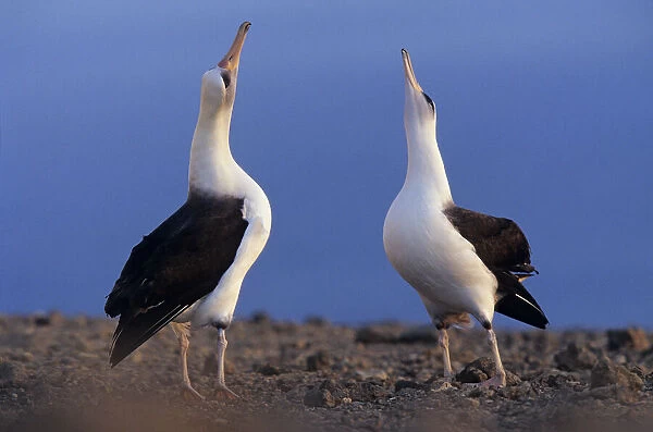 Laysan albatross (Phoebastria immutabilis) pair skypointing as part of the courtship