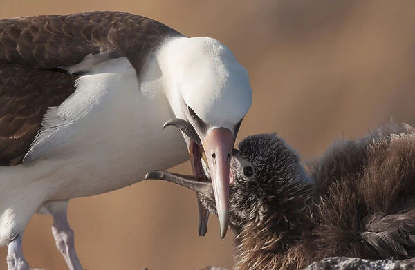 Laysan albatross (Phoebastria immutabilis) feeding chick