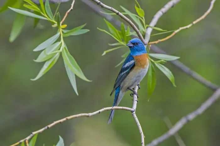 Framed Print : Lazuli Bunting (Passerina amoena) perched, Grand Teton National Park, Wyoming, USA, June Framed Print : Lazuli Bunting (Passerina amoena) perched, Grand Teton National Park, Wyoming, USA, June