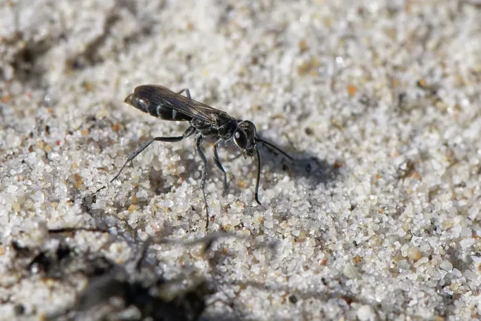 Framed Print : Leaden spider wasp (Pompilus cinereus) female, hunting spider prey on sandy heathland, Dorset, England, UK. August Framed Print : Leaden spider wasp (Pompilus cinereus) female, hunting spider prey on sandy heathland, Dorset, England, UK. August