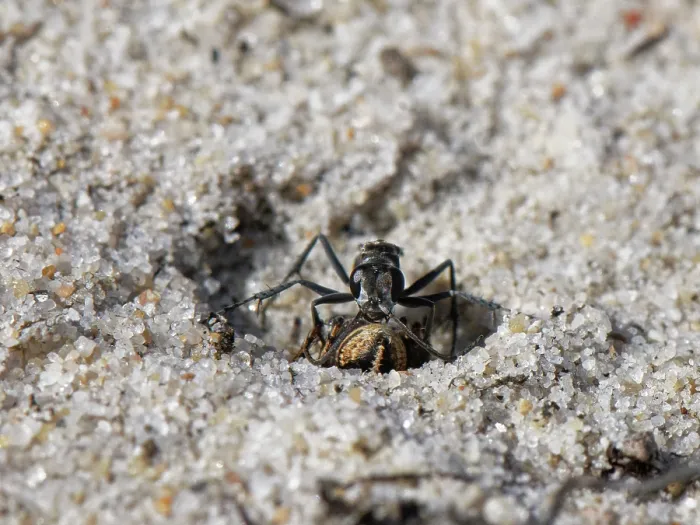 Framed Print : Leaden spider wasp (Pompilus cinereus) female, burying male Jumping spider (Aelurillus v-insignitus) prey in sandy heathland, Dorset, England, UK. August Framed Print : Leaden spider wasp (Pompilus cinereus) female, burying male Jumping spider (Aelurillus v-insignitus) prey in sandy heathland, Dorset, England, UK. August