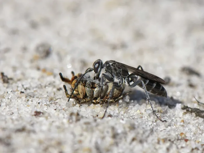 Framed Print : Leaden spider wasp (Pompilus cinereus) female, dragging male Jumping spider (Aelurillus v-insignitus) prey across sandy heathland, Dorset, England, UK. August Framed Print : Leaden spider wasp (Pompilus cinereus) female, dragging male Jumping spider (Aelurillus v-insignitus) prey across sandy heathland, Dorset, England, UK. August
