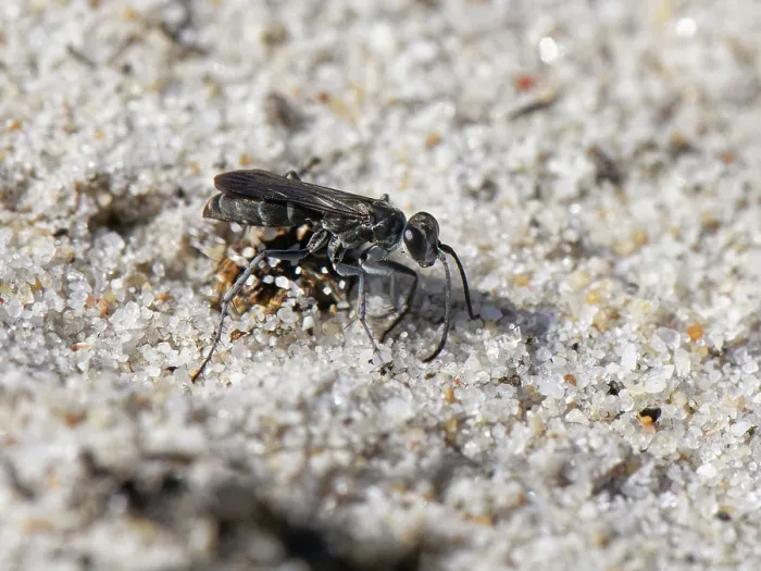 Framed Print : Leaden spider wasp (Pompilus cinereus) female, raking sand with its legs to bury Jumping spider (Aelurillus v-insignitus) prey, Dorset, England, UK. August Framed Print : Leaden spider wasp (Pompilus cinereus) female, raking sand with its legs to bury Jumping spider (Aelurillus v-insignitus) prey, Dorset, England, UK. August