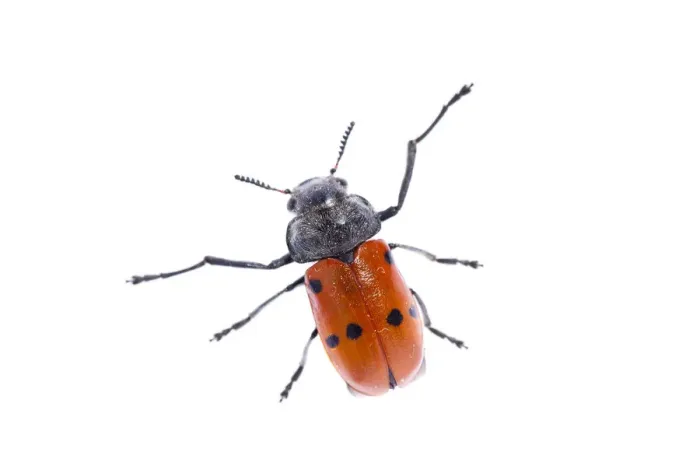 Framed Print : Leaf beetle (Clytra sp) Huelva, Spain, April 2009 Framed Print : Leaf beetle (Clytra sp) Huelva, Spain, April 2009