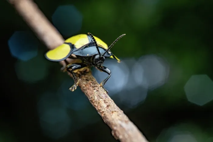Framed Print : Leaf beetle (Omaspides bistriata) resting on a twig with a mite on its back, Tinamaste, Costa Rica Framed Print : Leaf beetle (Omaspides bistriata) resting on a twig with a mite on its back, Tinamaste, Costa Rica