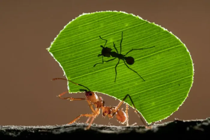 Framed Print : Leaf cutter ant (Atta sp) female worker carrying leaf to nest, with a smaller minor Framed Print : Leaf cutter ant (Atta sp) female worker carrying leaf to nest, with a smaller minor