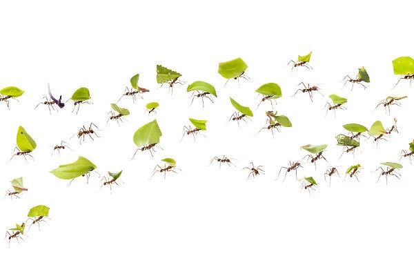 Leaf-cutter ants (Atta cephalotes) carrying pieces of leaf that they have harvested