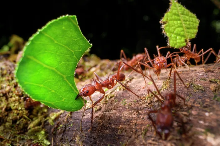 Framed Print : Leaf-cutter ants (Atta sp. or Acromyrmex sp.) carrying leaf fragments to the colony in lowland rainforest, Piedras Blancas National Park, near Osa Peninsula, Costa Rica Framed Print : Leaf-cutter ants (Atta sp. or Acromyrmex sp.) carrying leaf fragments to the colony in lowland rainforest, Piedras Blancas National Park, near Osa Peninsula, Costa Rica