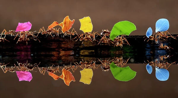 Leaf cutter ants (Atta sp) carrying colourful plant matter, reflected in water, Laguna del Lagarto