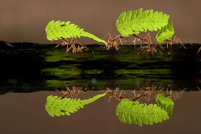 Framed Print : Leaf cutter ants (Atta sp) carrying pieces of fern, reflected in water, Costa Rica Framed Print : Leaf cutter ants (Atta sp) carrying pieces of fern, reflected in water, Costa Rica