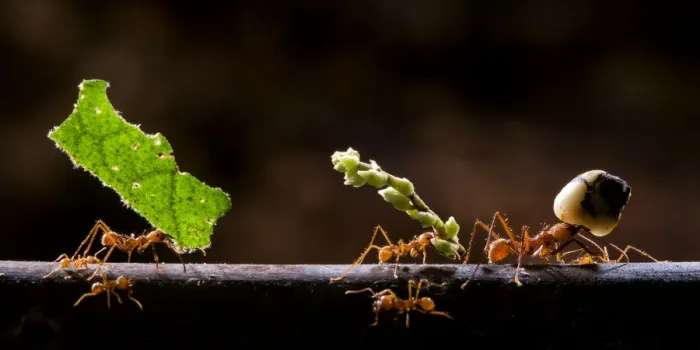 Framed Print : Leaf cutter ants (Atta sp) carrying plant matter, Costa Rica Framed Print : Leaf cutter ants (Atta sp) carrying plant matter, Costa Rica