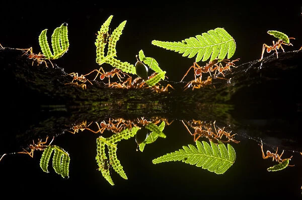 Leaf cutter ants (Atta sp) female worker ants carry pieces of fern leaves to nest