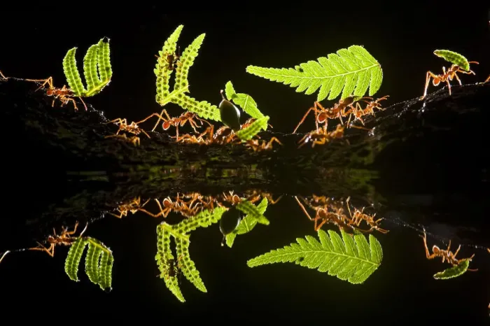 Framed Print : Leaf cutter ants (Atta sp) female worker ants carry pieces of fern leaves to nest Framed Print : Leaf cutter ants (Atta sp) female worker ants carry pieces of fern leaves to nest