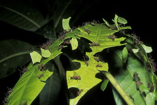 Leaf cutting ants (Atta cephalotes) cutting pieces of leaf, rainforest habitat, Costa