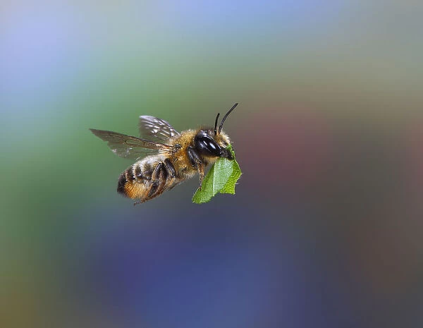 Leaf-cutting bee (Megachile species) carrying leaf section. Surrey, England, UK, July
