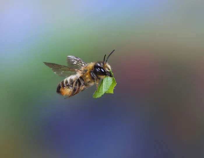 Framed Print : Leaf-cutting bee (Megachile species) carrying leaf section. Surrey, England, UK, July Framed Print : Leaf-cutting bee (Megachile species) carrying leaf section. Surrey, England, UK, July