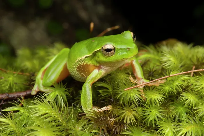 Framed Print : Leaf-green tree frog (Litoria phyllochroa) resting on wet moss at edge of stream, Gosford, New South Wales, Australia Framed Print : Leaf-green tree frog (Litoria phyllochroa) resting on wet moss at edge of stream, Gosford, New South Wales, Australia