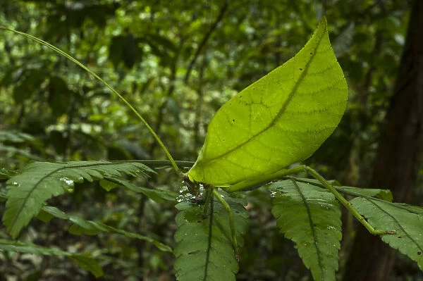 Leaf katydid (Cycloptera speculata) camouflaged on leaf, Yasuni National Park, Amazon Rainforest